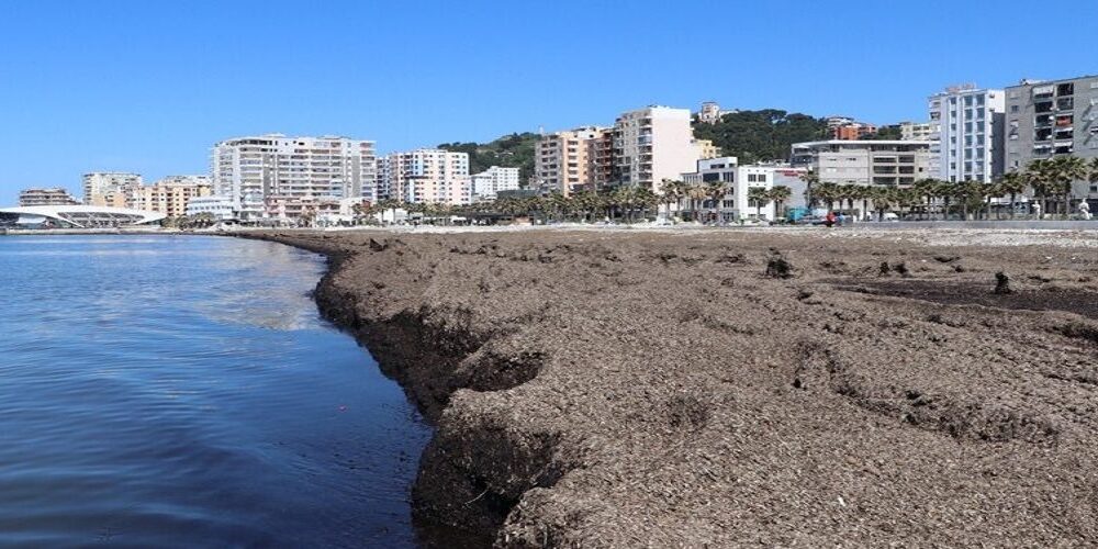 Sewage discharged near expensive plants into the sea